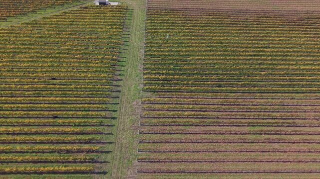 Drone pans across half harvested vineyard showing barron brown vine rows and green yellow rows still to be harvested full of delicious bunches of grapes ready to be turned into wine.