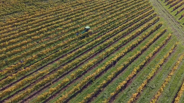 Drone reversing shows a diagonal view of Organic Vineyard layout featuring tractor and workers navigating the rows preparing for harvest by removing nets set up for protecting the grapes