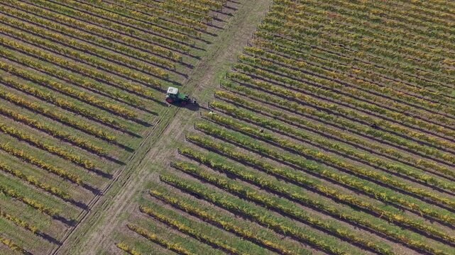 Tractor manoeuvres into position to drive down grape rows in Organic Vineyard in Autumn with two workers helping unhook the nets in preparation for grape harvest
