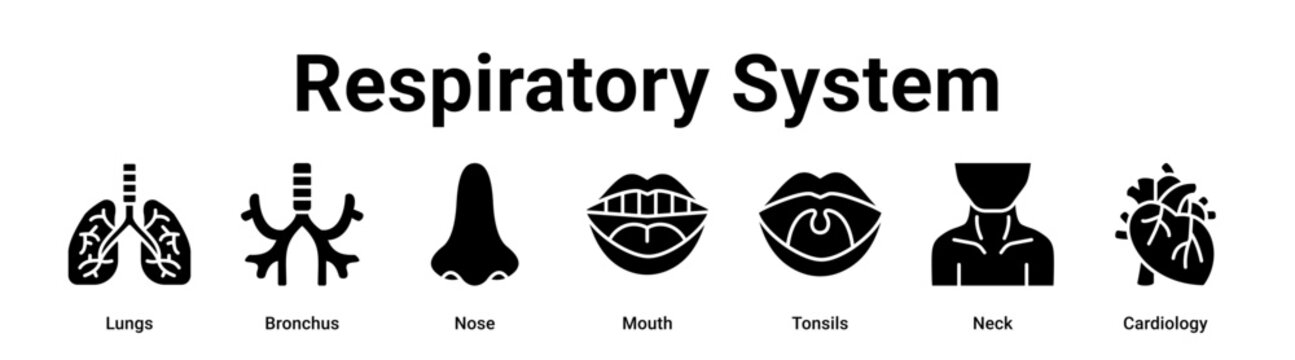 Respiratory System web banner icon vector illustration concept for medical with icon of Lungs, Bronchus, Nose, Mouth, Tonsils.