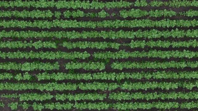 An aerial perspective showcases parallel rows of vibrant green seedlings emerging from dark soil, indicating agricultural growth and cultivation.