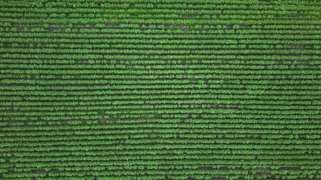 An aerial view of neatly arranged rows of green soybean plants covers the agricultural landscape.