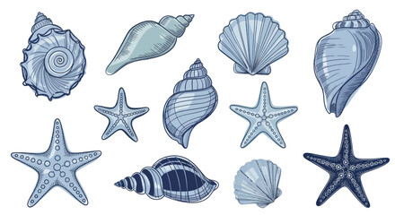 Collection of various seashells and starfish illustrations. © Wita