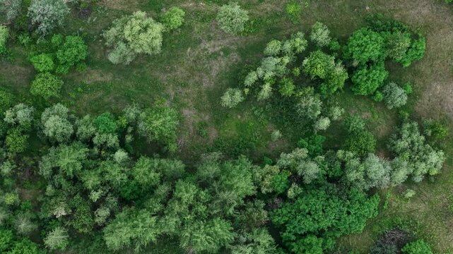 Top down view of lush green trees and dense woodland area in the rural landscape of Hungary during summer.
