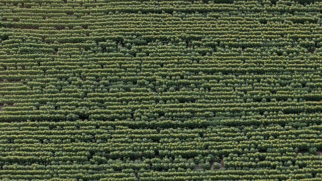 An aerial perspective captures rows of green sunflower crops stretching across an expansive rural landscape in a symmetrical natural pattern.