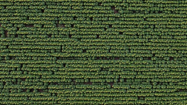 An aerial top-down view shows perfectly aligned rows of young sunflowers growing in a vast agricultural field during summer.