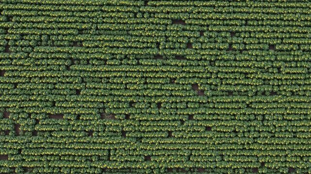 An aerial top-down view shows perfectly aligned rows of blooming sunflowers across a vast agricultural field during the summer.