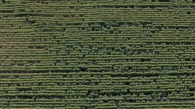 An aerial view shows perfectly aligned rows of green sunflower plants across a large agricultural field during the growing season.