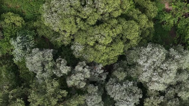 A top-down aerial view showcases a dense mixed forest canopy with silver and green leaves swaying in the gentle breeze.