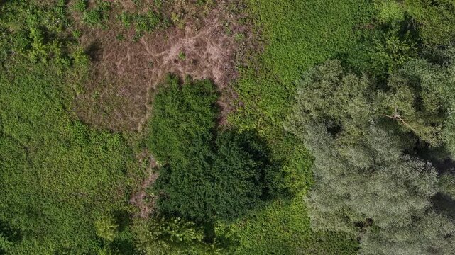 An overhead drone shot reveals a diverse natural landscape with varied textures of green vegetation and dry earth.