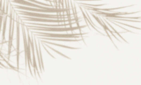 palm frond silhouettes casting a warm, medium-contrast shadow across a textured beige surface.