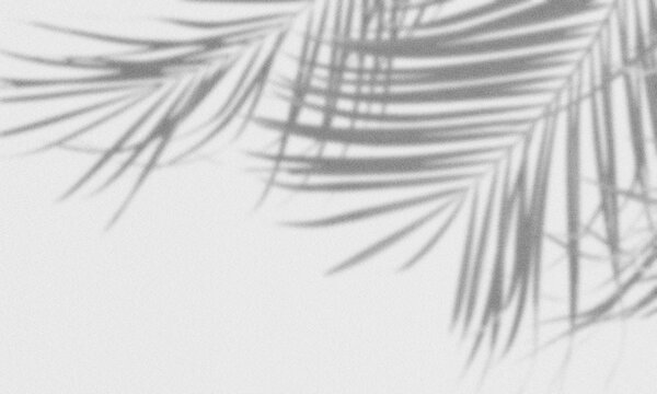 shadows of overlapping palm leaves displayed on a textured, light gray surface.