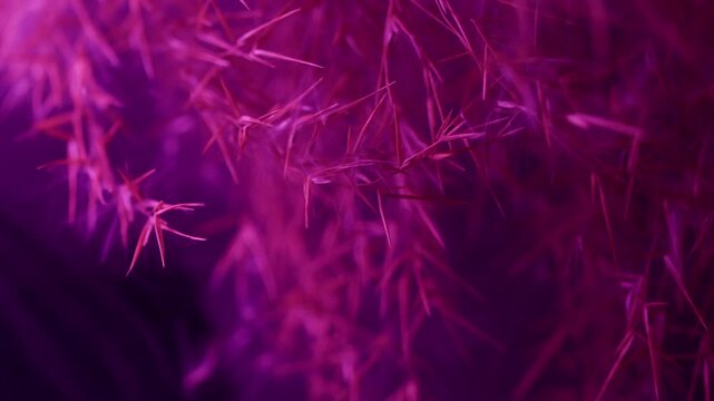 Bright herb. Neon smoke haze. Defocused pink purple color smog steam botany texture nature vapor on abstract dark black creative art background.