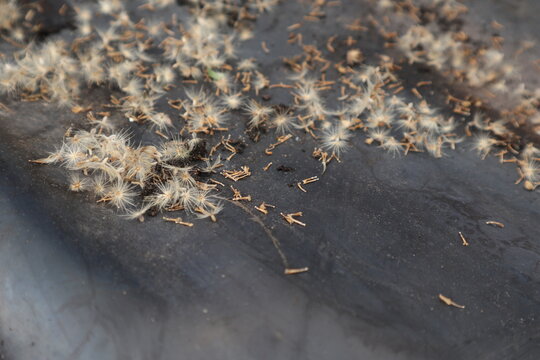 Wind-dispersed seeds of invasive tridax daisy (Tridax procumbens) accumulated on a corrugated plastic roof in a rural area of Java, Indonesia. Close-up of fluffy pappus seeds of invasive tridax daisy.