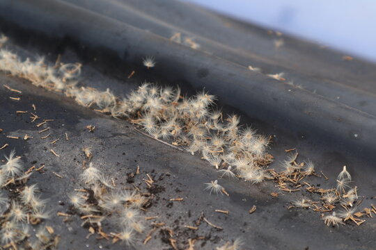 Wind-dispersed seeds of invasive tridax daisy (Tridax procumbens) accumulated on a corrugated plastic roof in a rural area of Java, Indonesia. Close-up of fluffy pappus seeds of invasive tridax daisy.