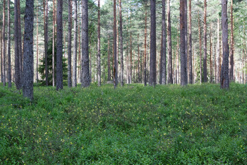 Obraz premium Scenic Summer Pine Forest with Tall Trunks and Lush Green Bilberry Undergrowth