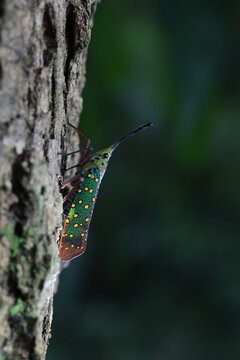 Dwarf Lanternfly (Saiva gemmata),a colorful features a body boldly marked in green,yellow, and black.It has a prominent slender and curved stalk extending. Khao yai national park,Thailand
