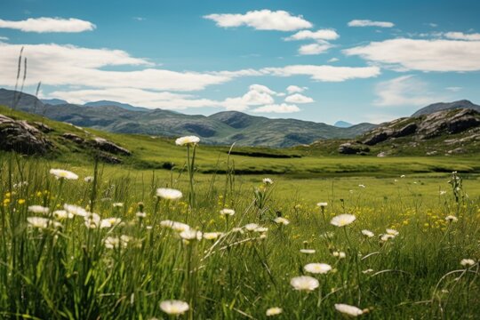 Daisy meadow landscape grassland highland.