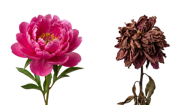Blooming pink peony and withered dead flower, life cycle of a peony blossom, fresh versus wilted floral comparison, aging and beauty concept isolated PNG with Transparent Background