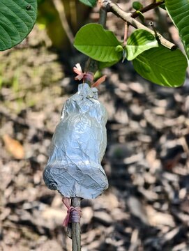 Guava tree propagation using air layering technique and blooming guava flowers in orchard.