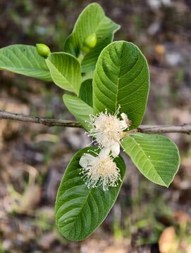 Guava tree propagation using air layering technique and blooming guava flowers in orchard.