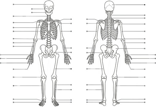 Human skeleton anatomy diagram vector illustration with blank pointer lines showing front and back view for medical education poster