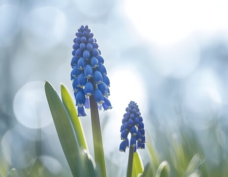 Vibrant blue grape hyacinth flowers blooming in a lush green field with blurred background and soft sunlight shining through