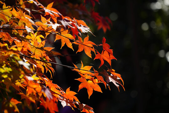 京都の仏教寺院の秋の紅葉した庭