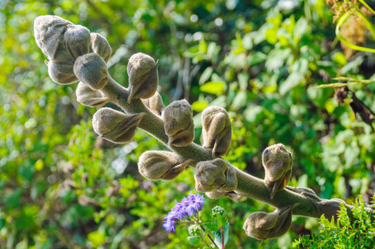 Puya glomerifera: Hairy Floral Buds on a Vibrant Green Background