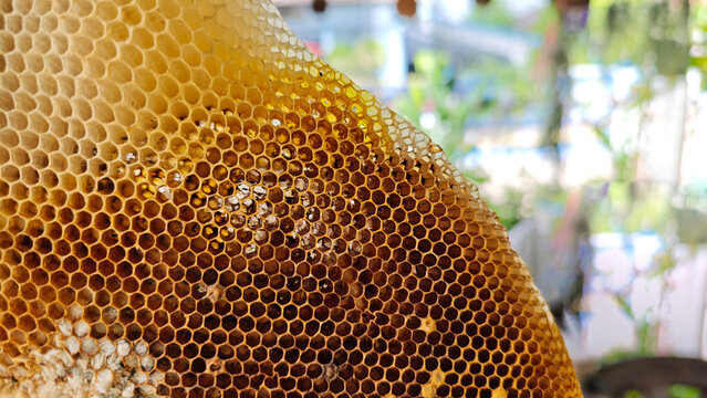 The pattern of a part of a beehive filled with beeswax.