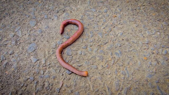 A detailed close-up of an earthworm crawling across concrete and soil, showcasing its segmented, moist body and natural texture while evoking garden ecology, composting, soil aeration and wildlife
