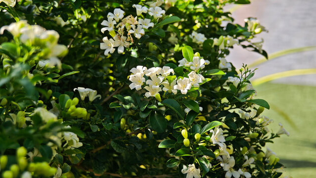 Murraya paniculata, orange jasmine with green leaves background