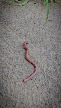 A detailed close-up of an earthworm crawling across concrete and soil, showcasing its segmented, moist body and natural texture while evoking garden ecology, composting, soil aeration and wildlife