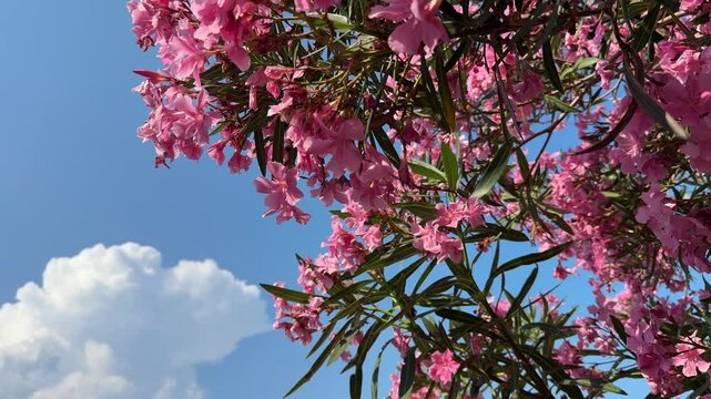 Nerium Oleander shrub with showy pink flowers clusters. 