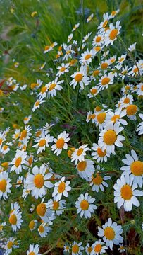 Blooming White Daisies Swaying in a Green Meadow | Nature Spring Video