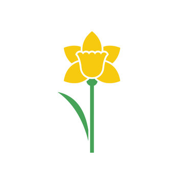 simple yellow daffodil flower with green stem and leaf, isolated on white background, spring symbol