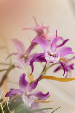 Dendrobium orchid Rainbow Dance 'Akazukinchan' HCC/AOS , CCM/AOS (Kunenai x unicum)