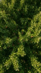 Fototapeta premium A dense view of an apple tree canopy filled with lush green leaves and small red apples ripening on the branches during a sunny day in an orchard, showcasing the texture of the wallpaper background