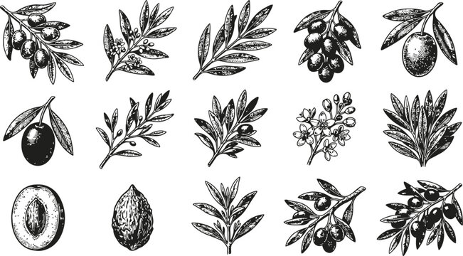 Collection of engraving vintage olive branches and fruits in delicate line art for natural branding
