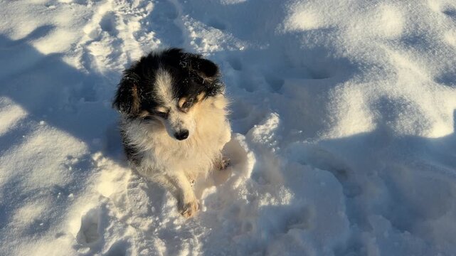 The poor dog was shivering and lifting her frozen paws off the snow in winter frigid day.