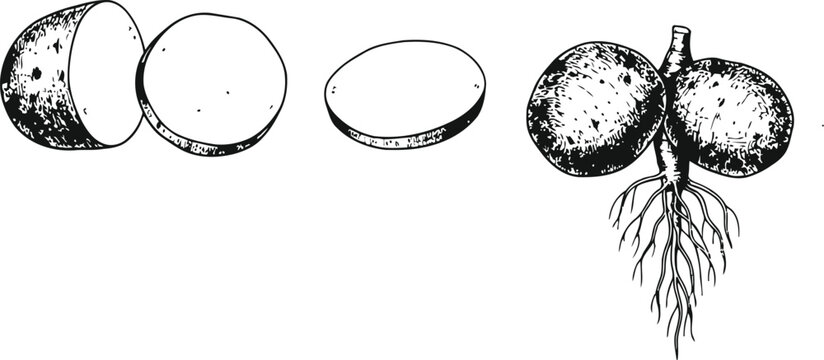 Engraving vintage of soybeans on a white background during early growth with roots and sliced halves showing internal structure