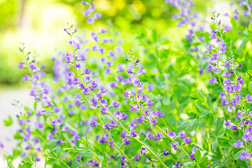 Obraz premium Beautiful blue false indigo flowers blooming full in spring garden