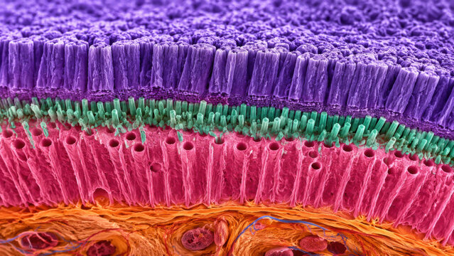 Colorized cross section of tooth enamel and dentin junction layers, vivid neon purple enamel prism, fluorescent pink dentin tubule, green crystal rod, orange pulp tissue