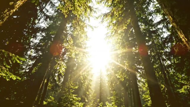 Sunlight rays streaming through tall spruce evergreen trees in deep forest during beautiful bright morning scenic light shining down from sky above wilderness.
