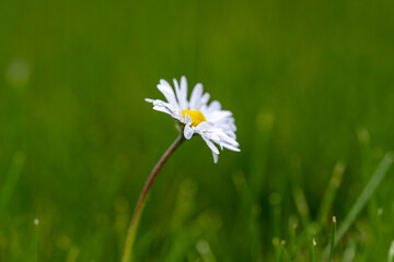 Daisy with white petals and a yellow center stands tall © jr-art