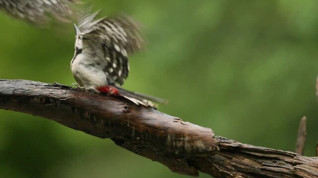 Great spotted woodpecker perched on weathered branch against soft green woodland background, foe opponent jumps to scare it away defending territory