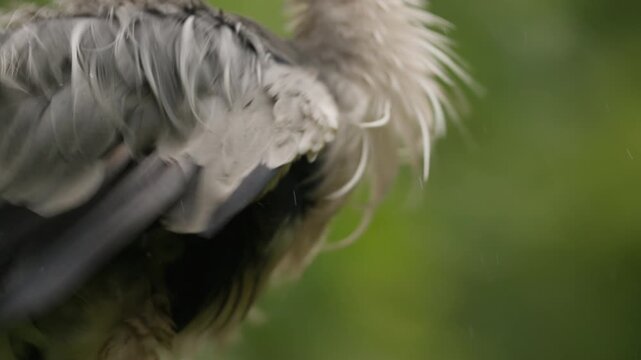 Extreme closeup of grey heron ruffling feathers shaking whole body, slomo
