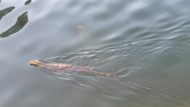A water monitor lizard (Varanus salvator) swimming forward in a calm lake while swinging its long tail from side to side to create ripples.