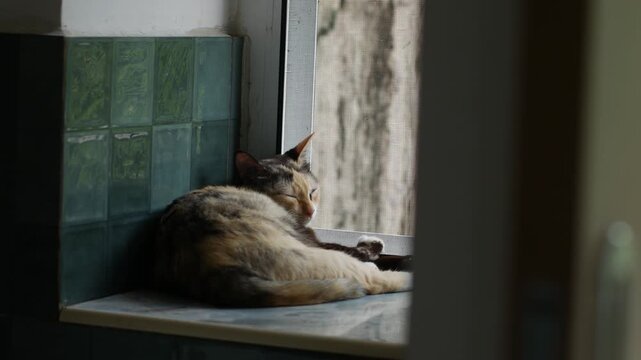 Calico Cat Sleeping on Window Sill with Green Tiles and Screen Window Natural Light