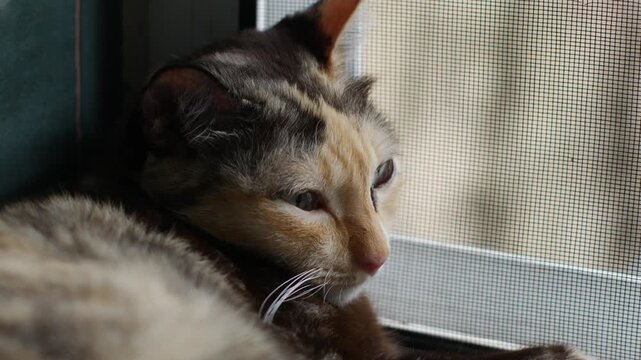 Calico Cat Sleeping on Window Sill with Green Tiles and Screen Window Natural Light